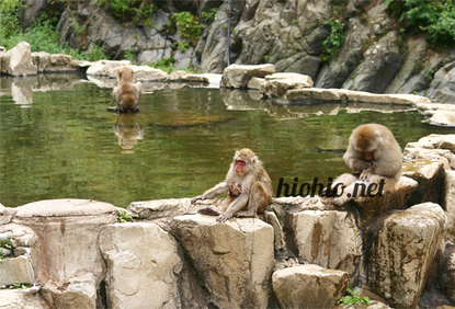 Nagano Monkey Park- Snow Monkey Onsen. 