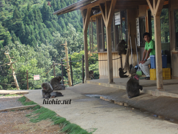 Iwateyama Monkey Par-Snow Monkeys- feeding shack.  
