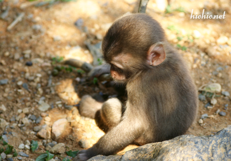 Iwateyama Monkey Park-Snow Monkey Baby. 