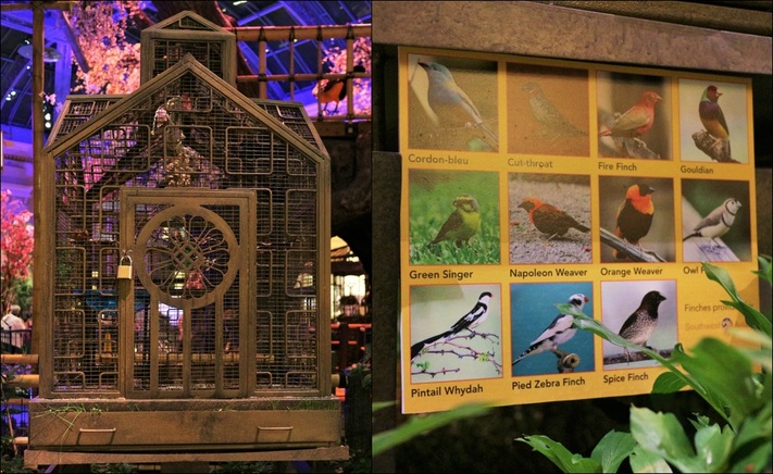 Bellagio Las Vegas Conservatory (Spring 2016 Display), real birds in cages. 