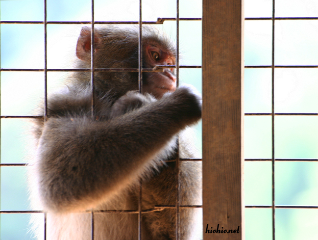 Iwateyama Monkey Park-Snow Monkeys- view from inside the feeding shack.  