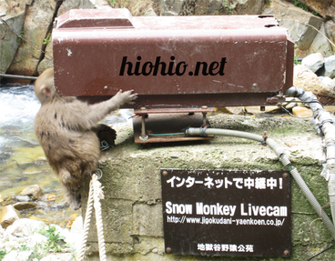 Nagano Monkey Park- Snow Monkey looking in camera.