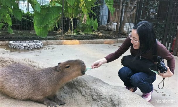 Feeding Capybaras in Japan (Kobe Animal Kingdom). 