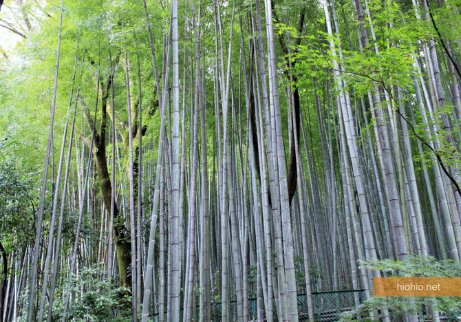 Suntory Yamazaki Distillery Kyoto Japan (Whisky Tour- Bamboo Forest). 